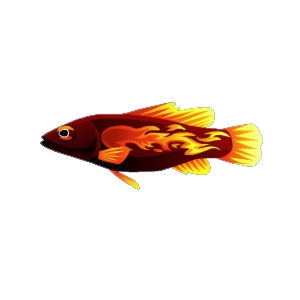 Fireball Basslet